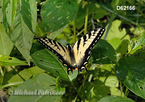Eastern Tiger Swallowtail (Papilio glaucus)